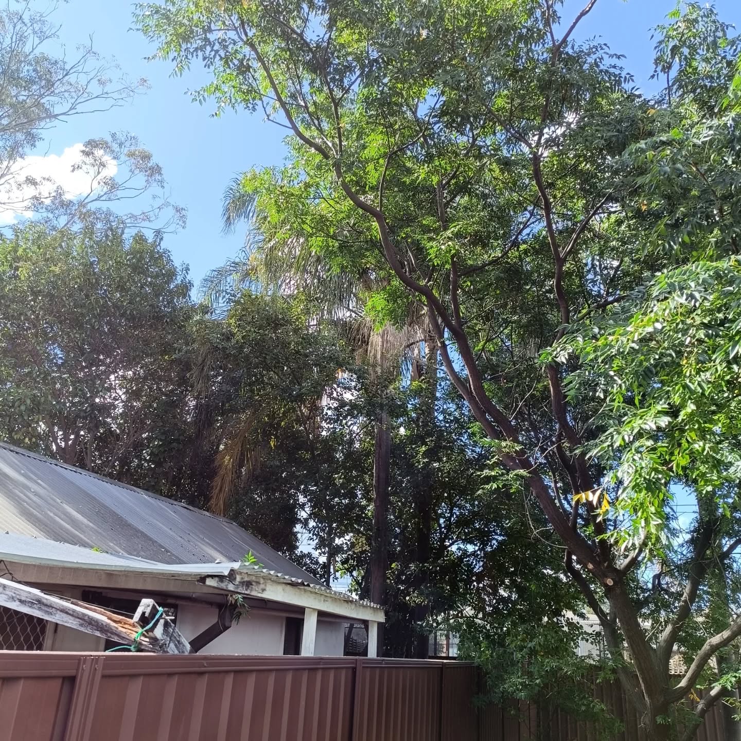 Tree Service Complete