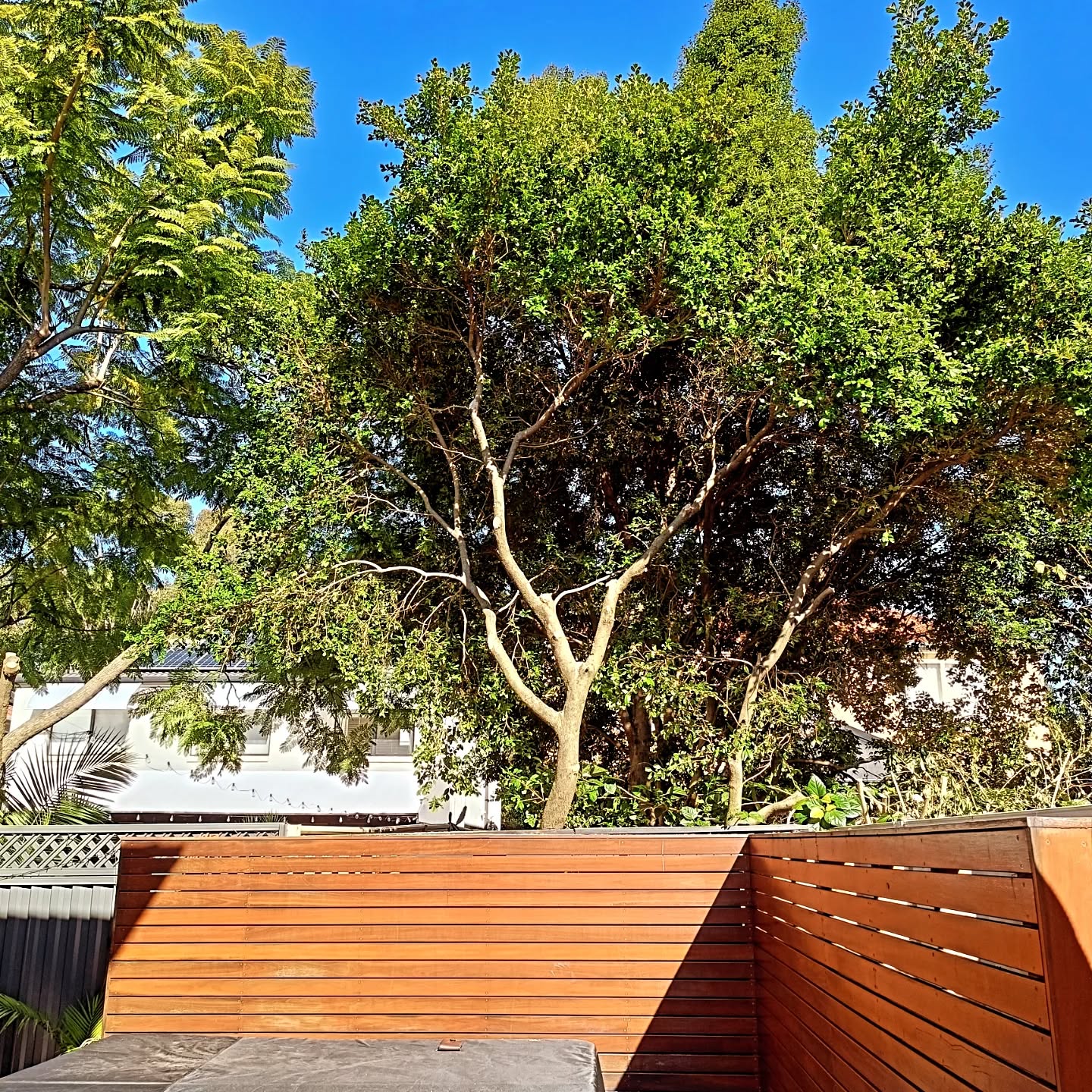 Tree Removal Project