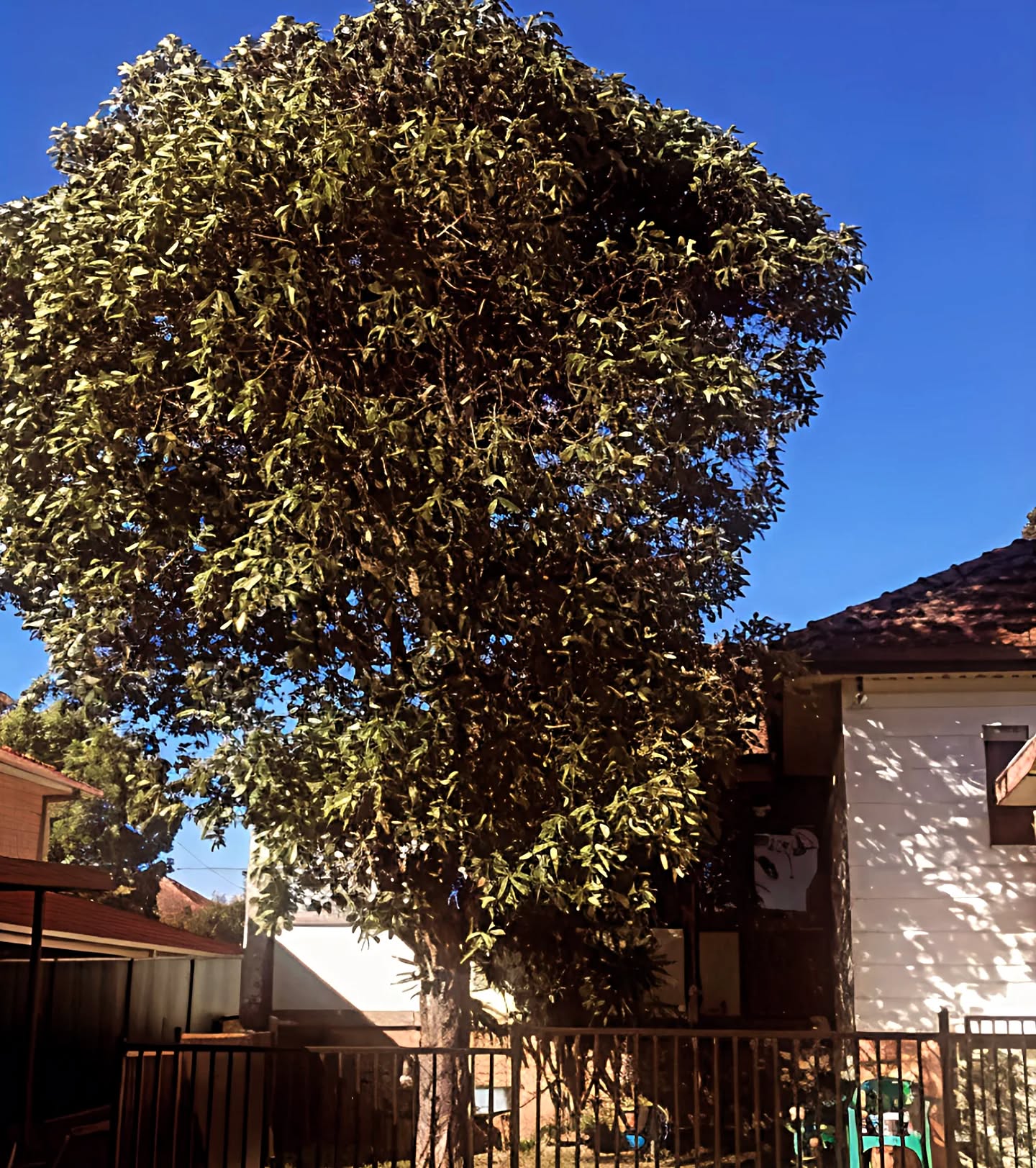 Large Tree Removal